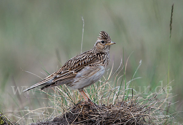 Feldlerche (Alauda arvensis)