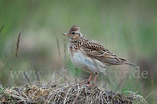 Feldlerche (Alauda arvensis)