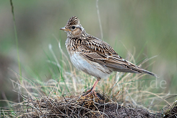 Feldlerche (Alauda arvensis)