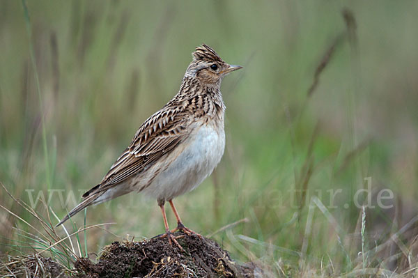 Feldlerche (Alauda arvensis)