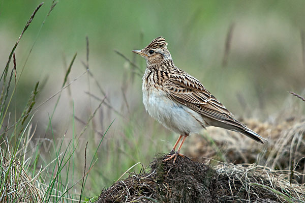 Feldlerche (Alauda arvensis)