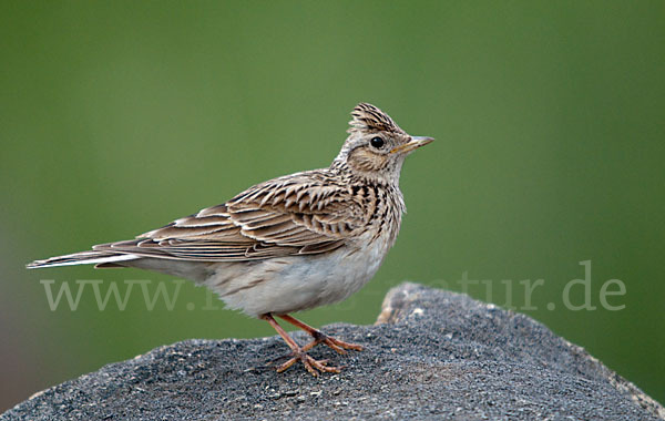 Feldlerche (Alauda arvensis)