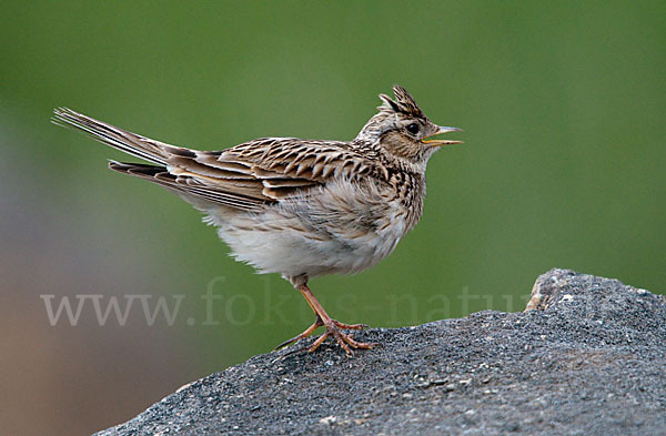 Feldlerche (Alauda arvensis)