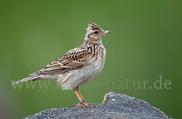 Feldlerche (Alauda arvensis)