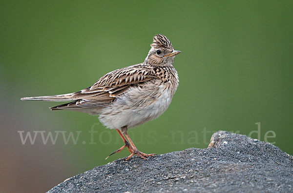 Feldlerche (Alauda arvensis)