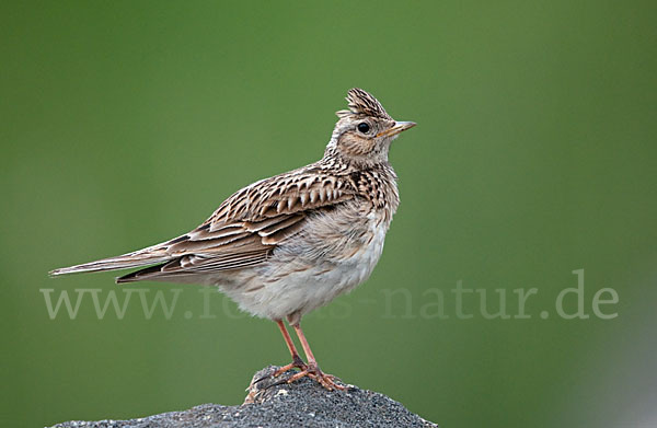 Feldlerche (Alauda arvensis)