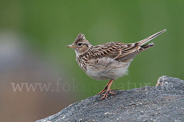 Feldlerche (Alauda arvensis)