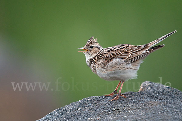 Feldlerche (Alauda arvensis)