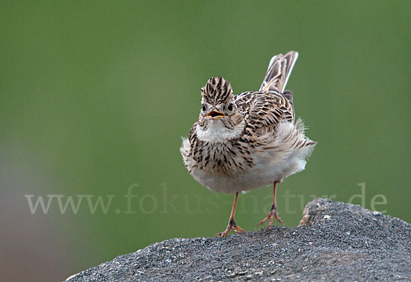 Feldlerche (Alauda arvensis)