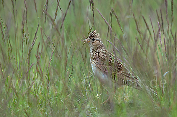 Feldlerche (Alauda arvensis)