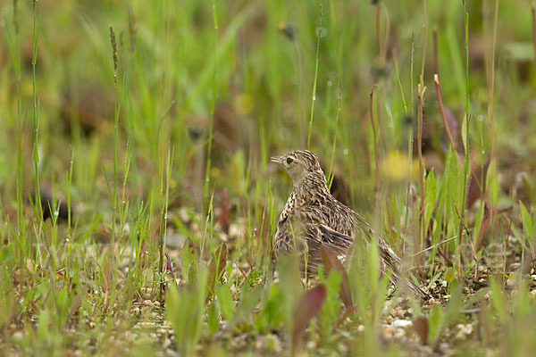 Feldlerche (Alauda arvensis)