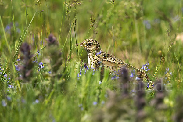 Feldlerche (Alauda arvensis)