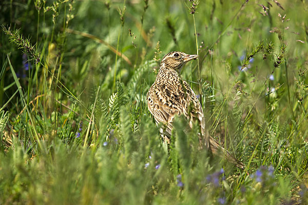 Feldlerche (Alauda arvensis)