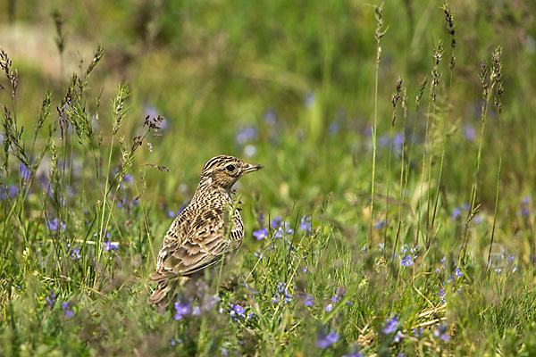 Feldlerche (Alauda arvensis)