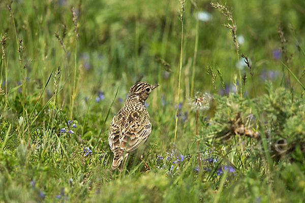 Feldlerche (Alauda arvensis)