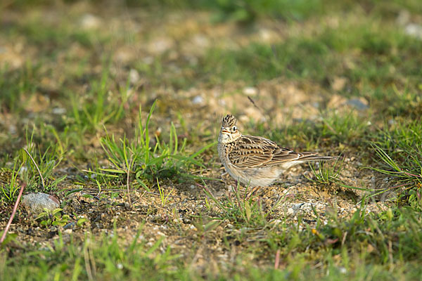 Feldlerche (Alauda arvensis)