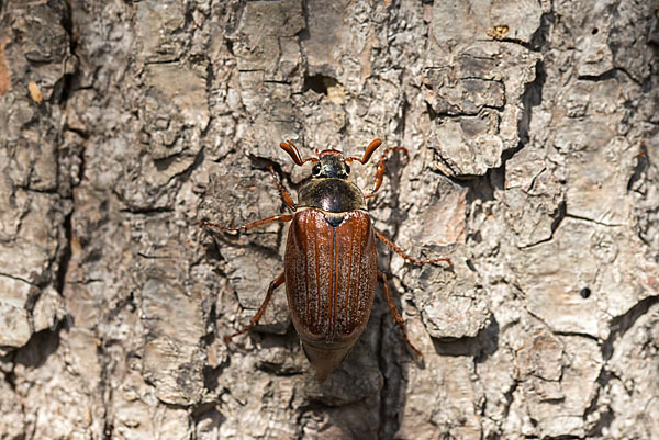 Feldmaikäfer (Melolontha melolontha)