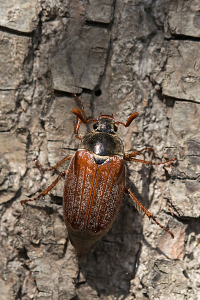 Feldmaikäfer (Melolontha melolontha)