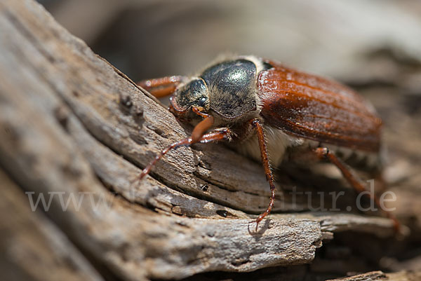 Feldmaikäfer (Melolontha melolontha)