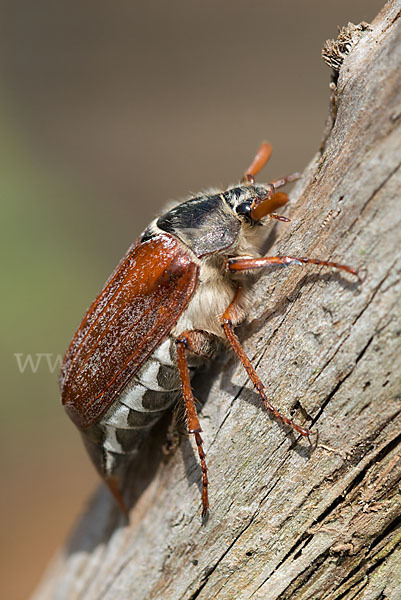 Feldmaikäfer (Melolontha melolontha)