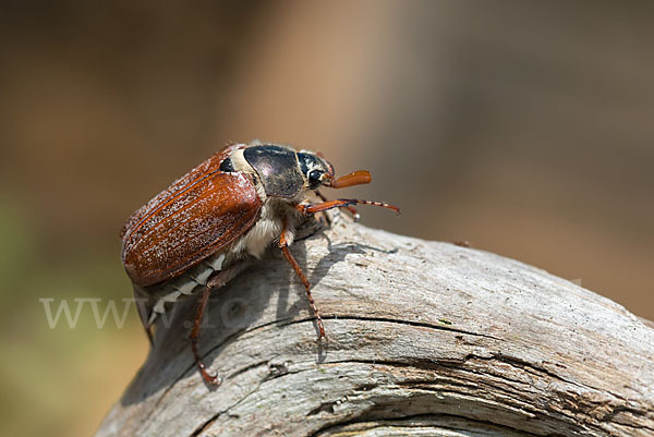 Feldmaikäfer (Melolontha melolontha)