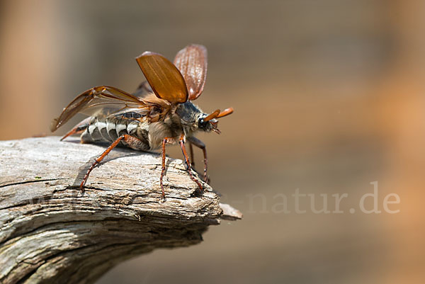 Feldmaikäfer (Melolontha melolontha)