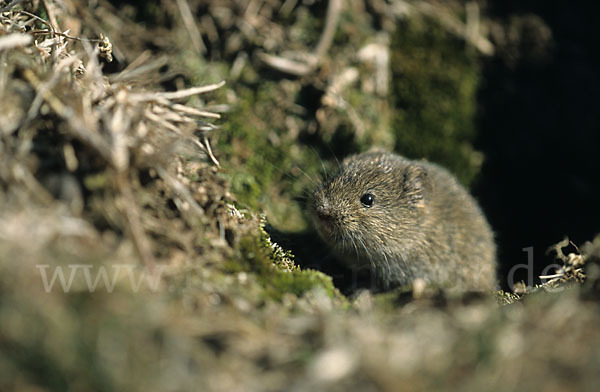 Feldmaus (Microtus arvalis)