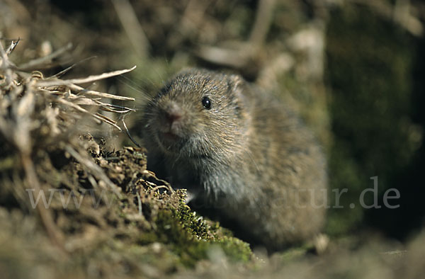 Feldmaus (Microtus arvalis)