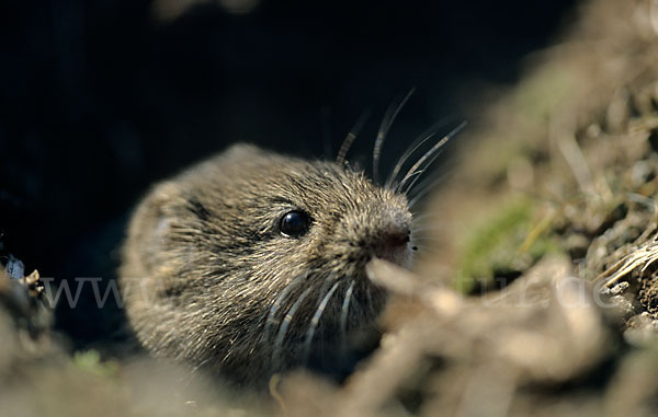 Feldmaus (Microtus arvalis)