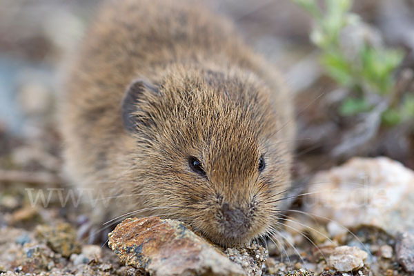 Feldmaus (Microtus arvalis)