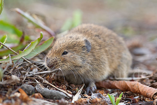 Feldmaus (Microtus arvalis)