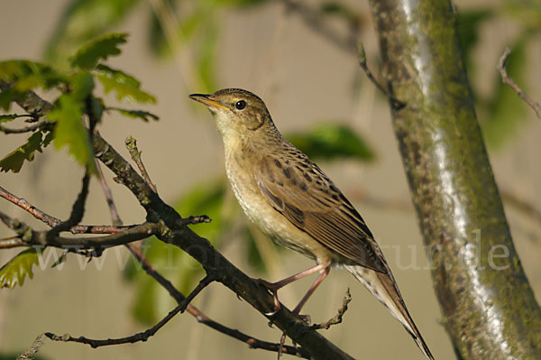 Feldschwirl (Locustella naevia)