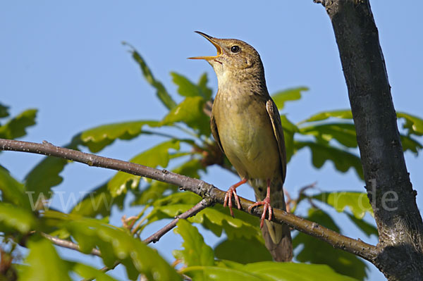 Feldschwirl (Locustella naevia)