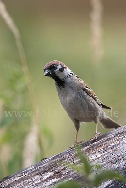 Feldsperling (Passer montanus)