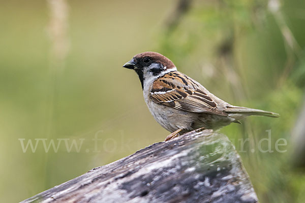 Feldsperling (Passer montanus)