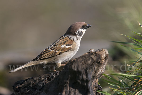 Feldsperling (Passer montanus)