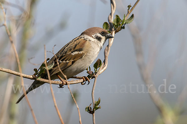 Feldsperling (Passer montanus)