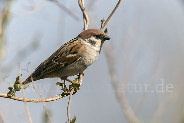 Feldsperling (Passer montanus)