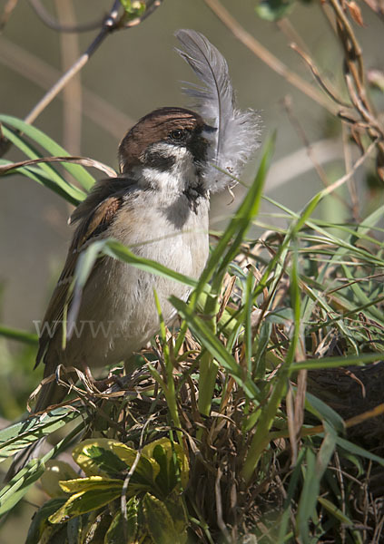 Feldsperling (Passer montanus)