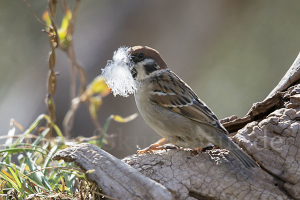 Feldsperling (Passer montanus)