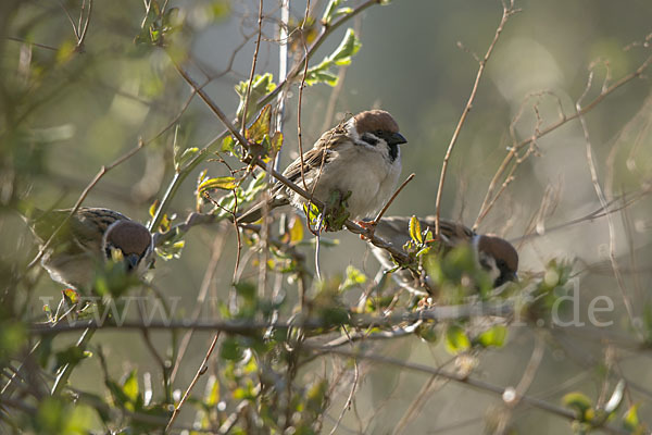 Feldsperling (Passer montanus)