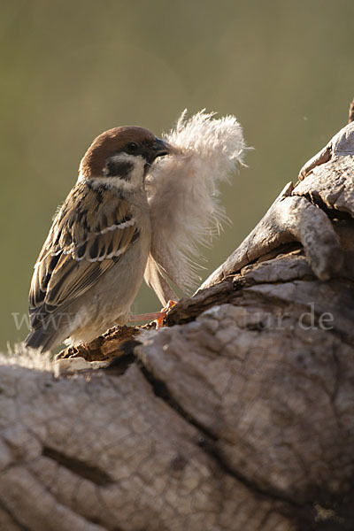 Feldsperling (Passer montanus)