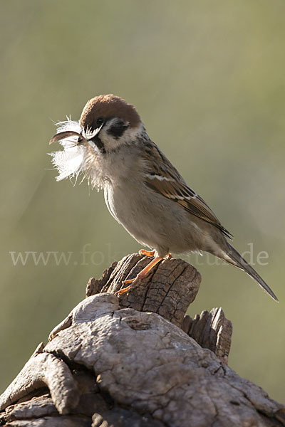 Feldsperling (Passer montanus)