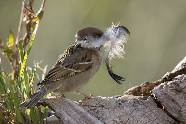 Feldsperling (Passer montanus)