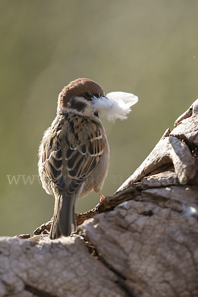 Feldsperling (Passer montanus)