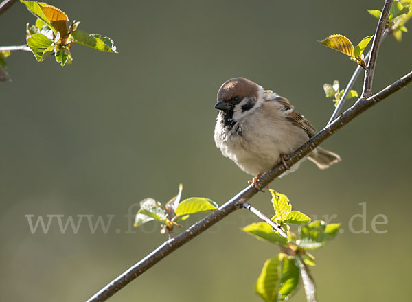 Feldsperling (Passer montanus)