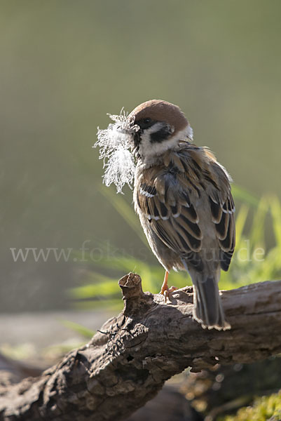 Feldsperling (Passer montanus)