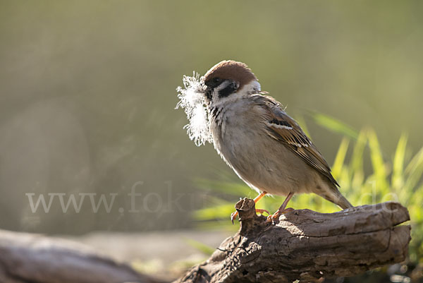 Feldsperling (Passer montanus)