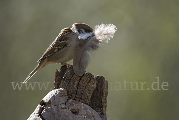 Feldsperling (Passer montanus)