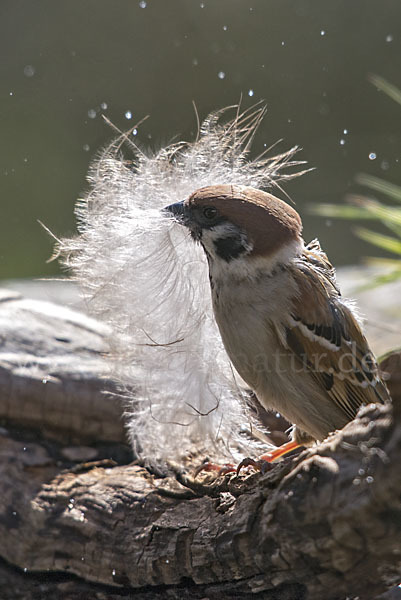 Feldsperling (Passer montanus)